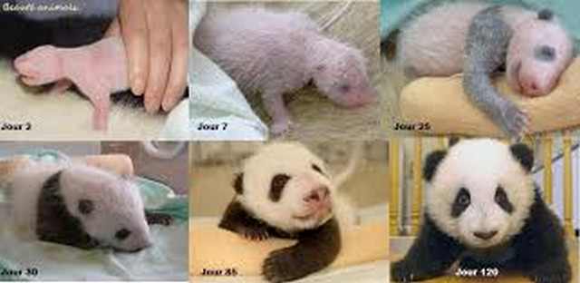 Ecole Primaire De Montceaux Naissance De Triples Panda En Chine